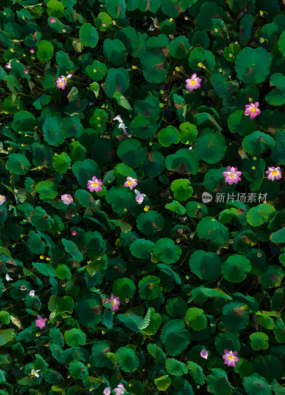 Abstract aerial photo of lotus flower in full bloom, the typical flower of Vietnam, Long An province